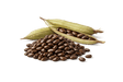 Cassia Seed