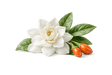 Gardenia